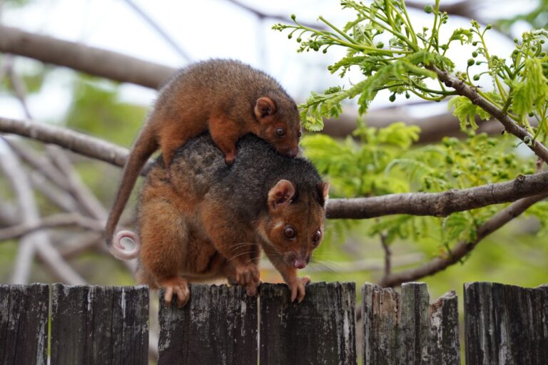 animais incríveis