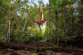 a flor mais fedorenta do mundo